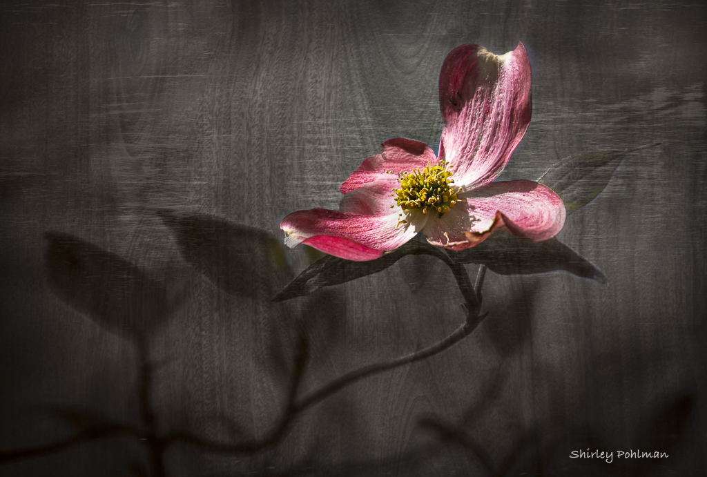PINK DOGWOOD by Shirley Pohlman