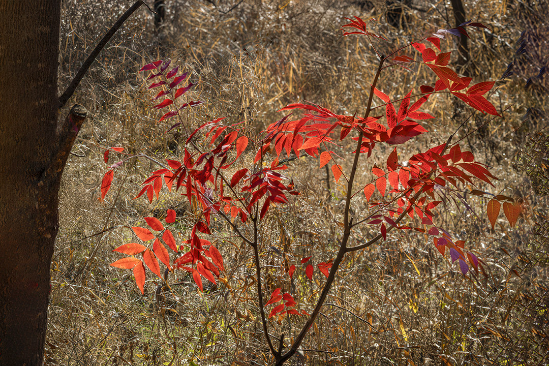 Red-leaved Plant in Fall by Piers Blackett
