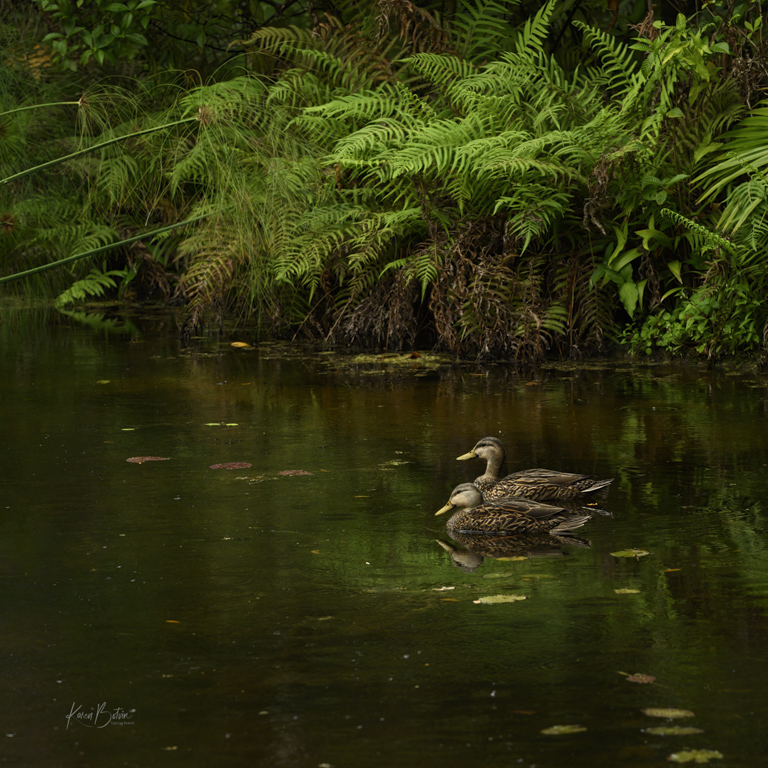 Wading Ducks by Karen Botvin