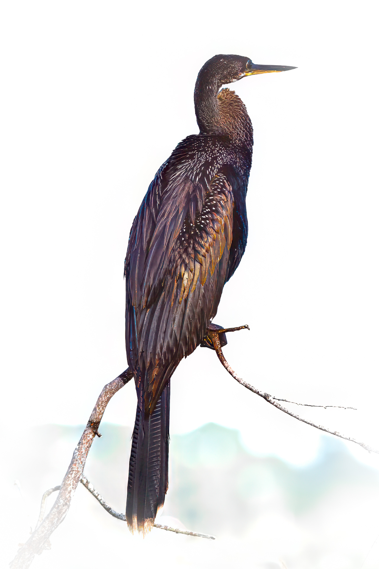 Anhinga by Jim Wulpi