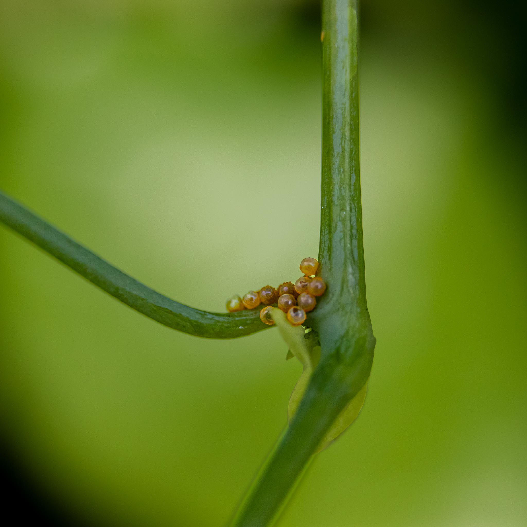 Eggs of the Polydamas Swallowtail by Jim Wulpi
