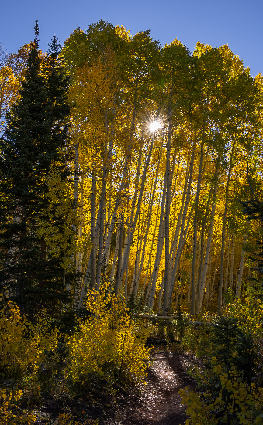 Autumn Sunlight by Ruth Sprain