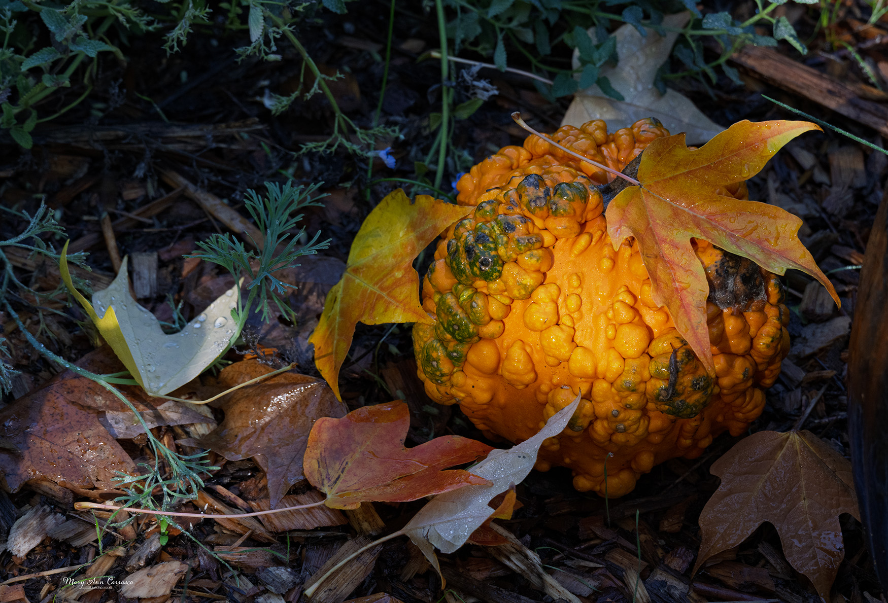 Autumn in Nevada City by Mary Ann Carrasco
