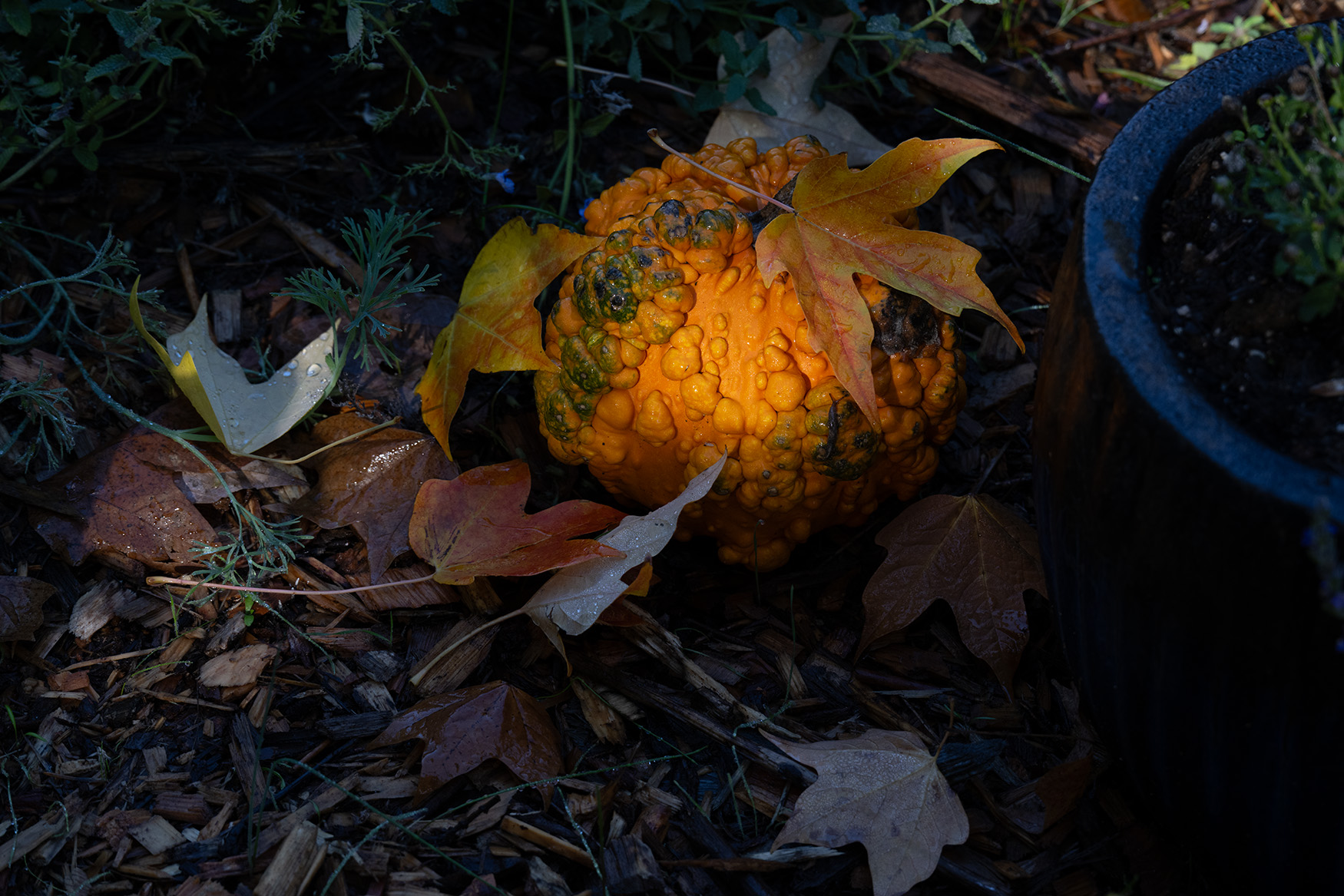 December 2025 - Mary Ann Carrasco