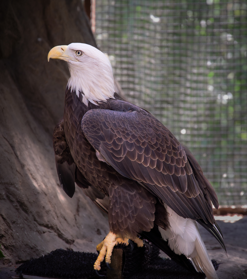Bald Eagle by Robert Coleman