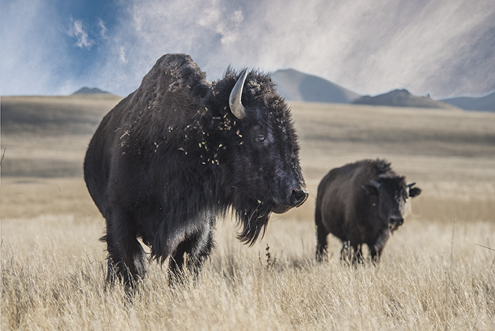 Bison and calf, Near Great Salt Lake by Joan Field, FPSA