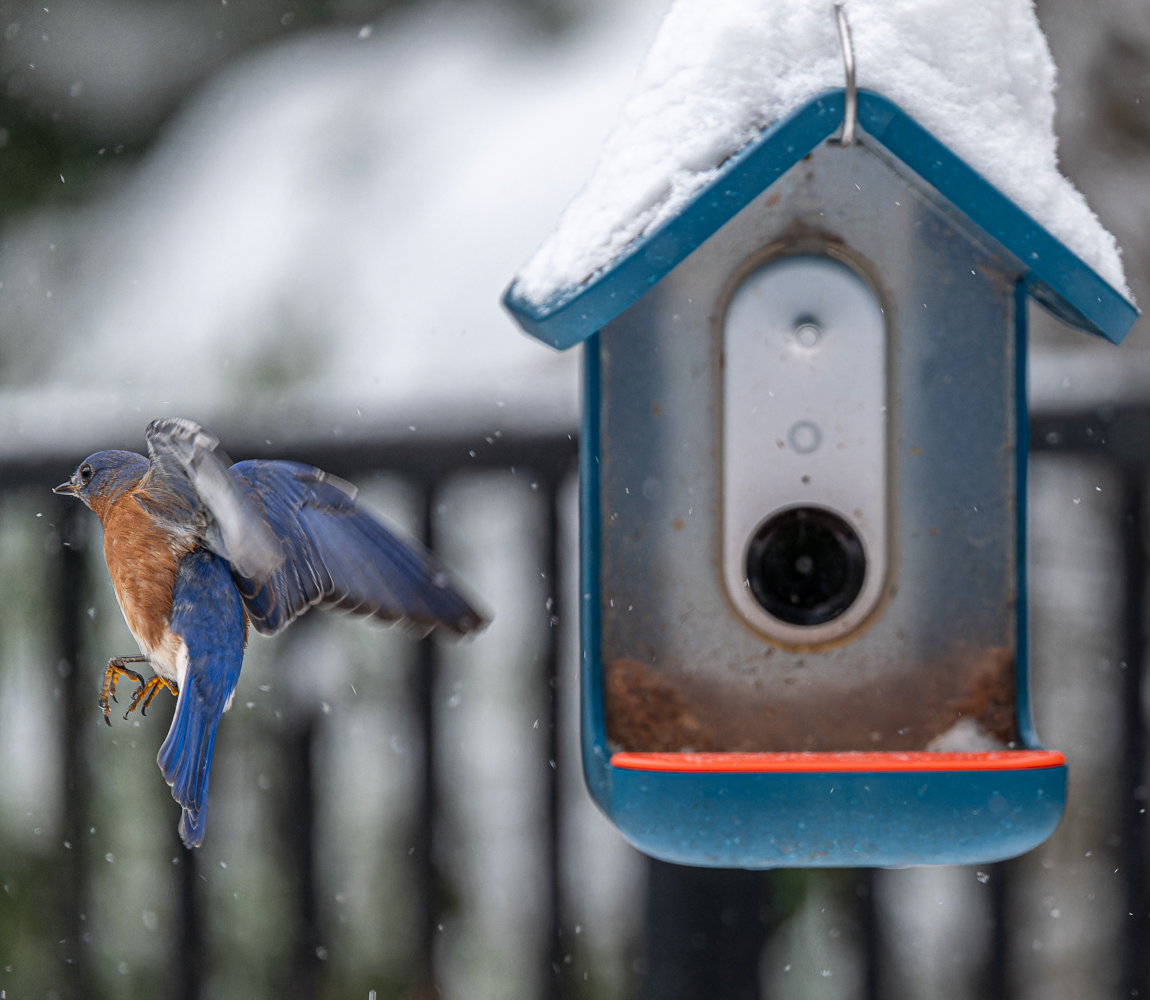 Time to refill the feeder by Robert Coleman