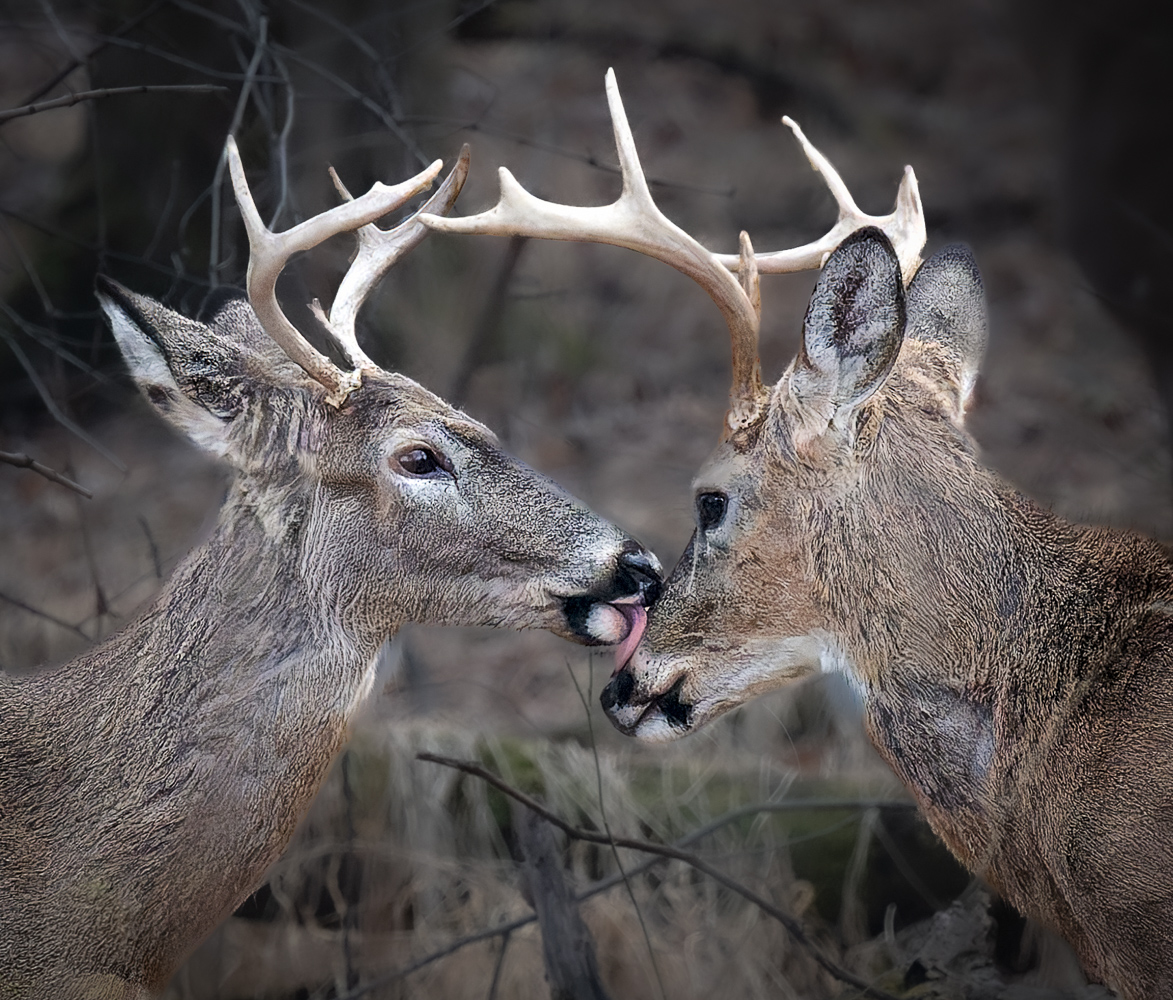 Two Bucks by Robert Coleman