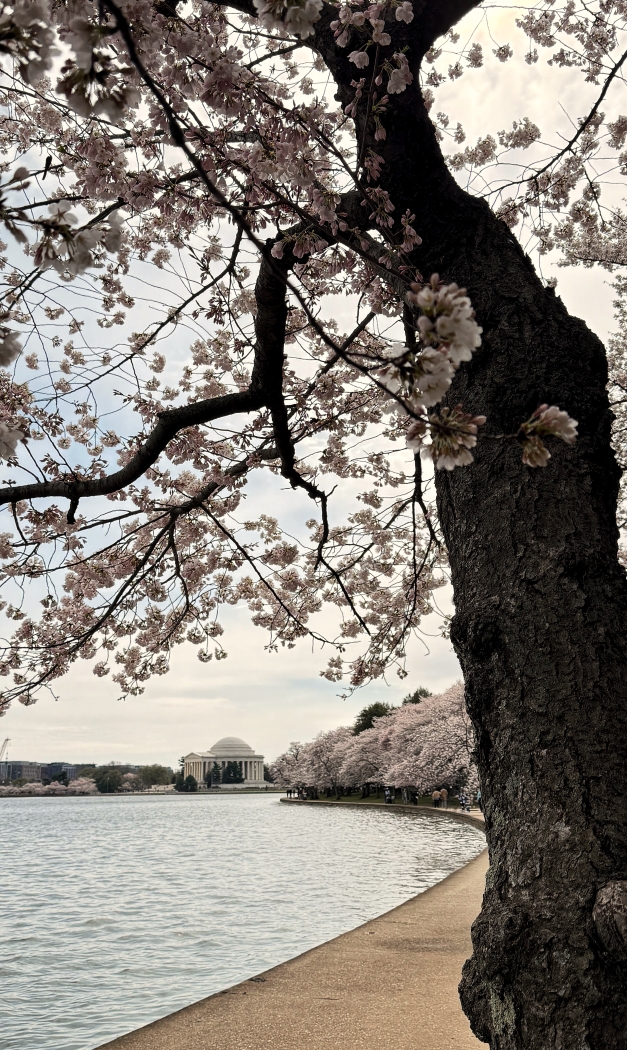 Cherry Blossoms at Tidal Basin  by Kieu-Hanh Vu