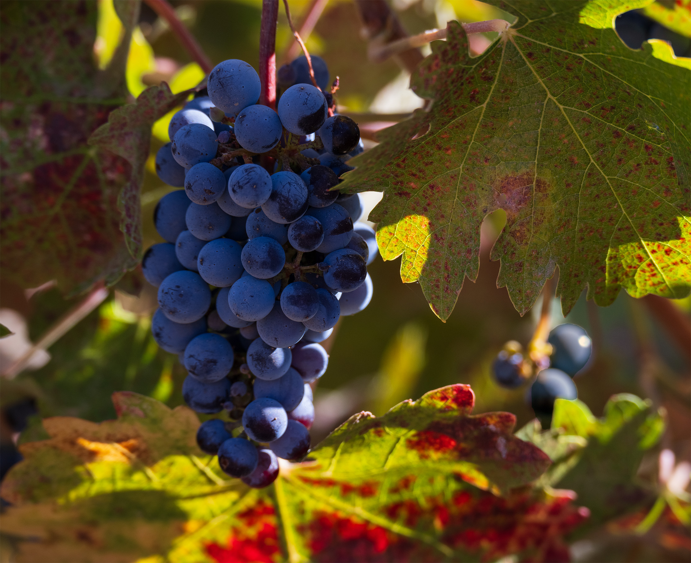 Autumn in the Vineyard by Mary Ann Carrasco