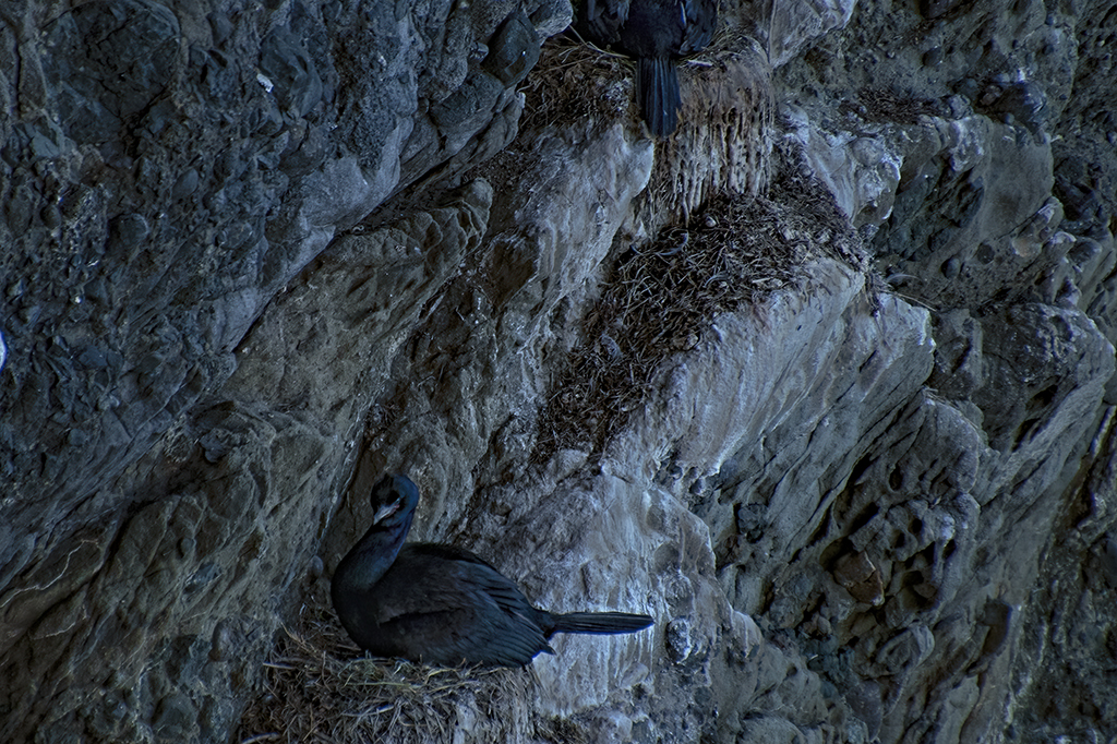 Nesting Cormorant by Mary Ann Carrasco