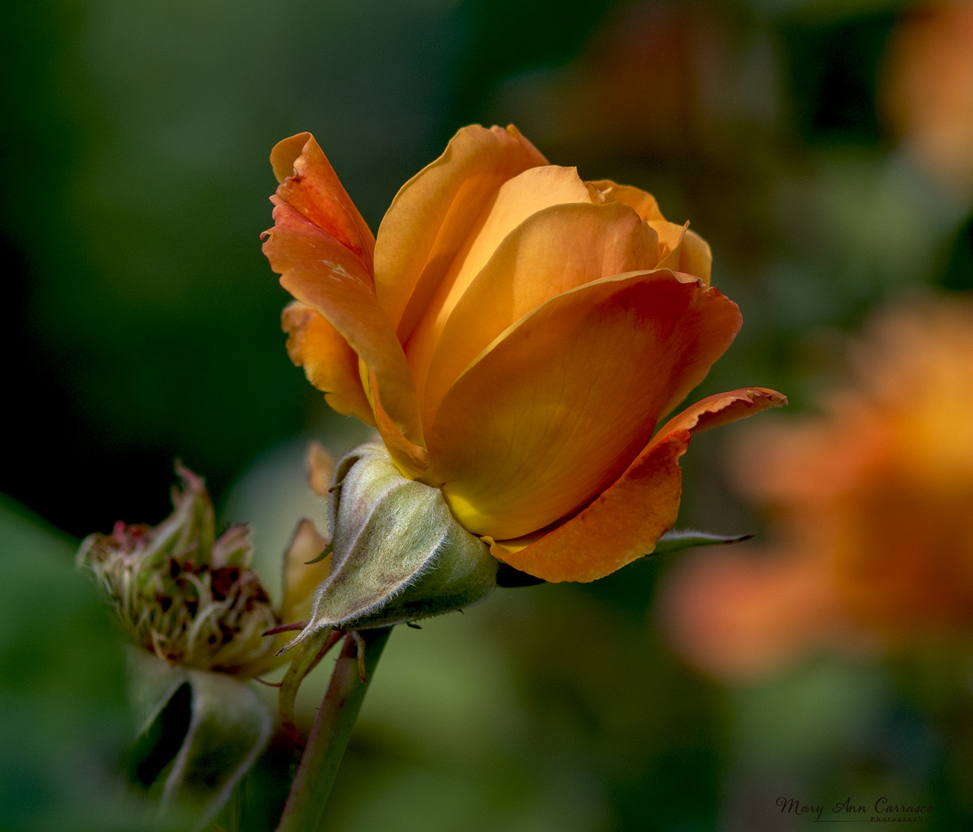 Rose Bloom by Mary Ann Carrasco