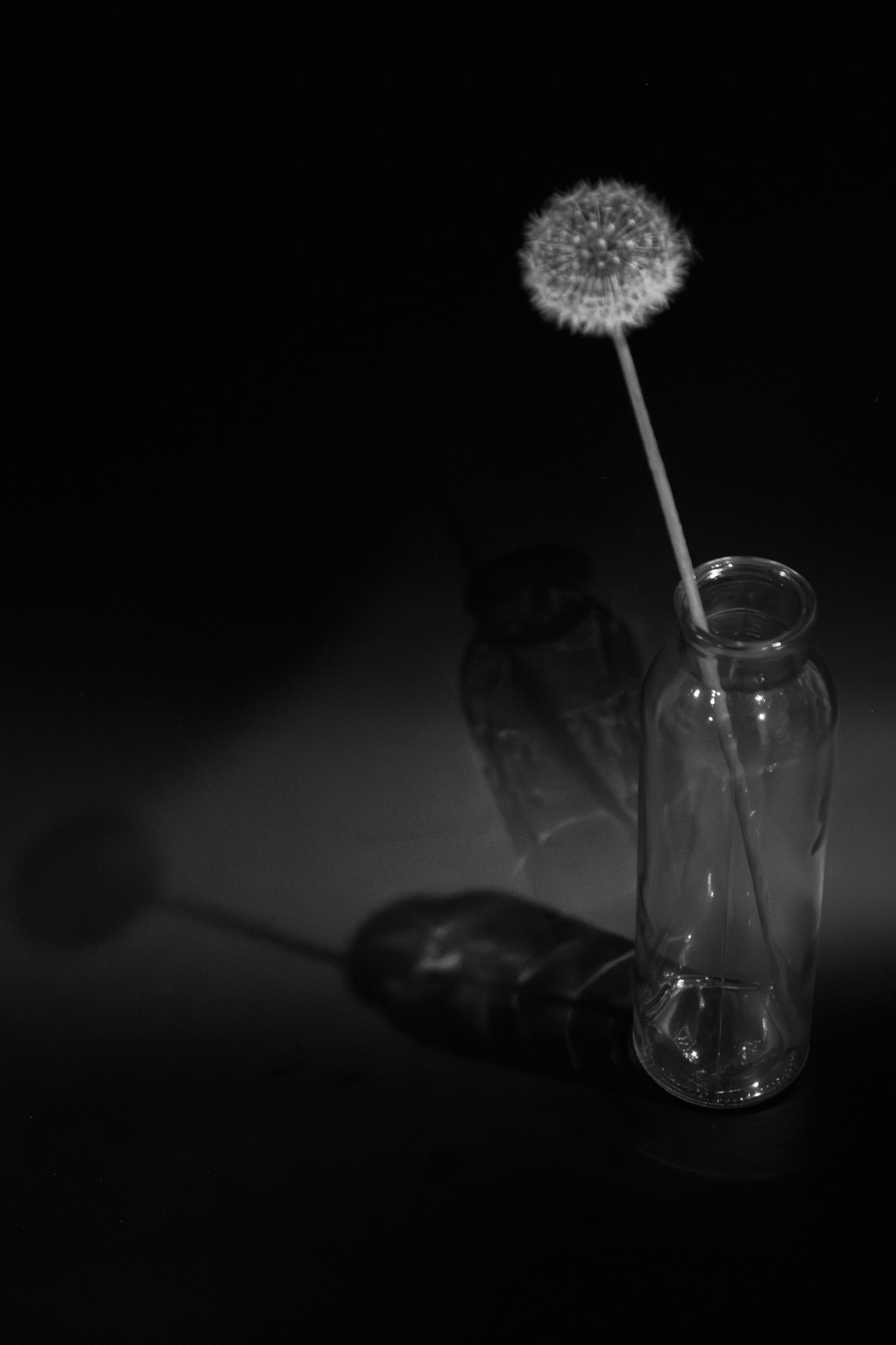 Dandelion by Andres Valdespino