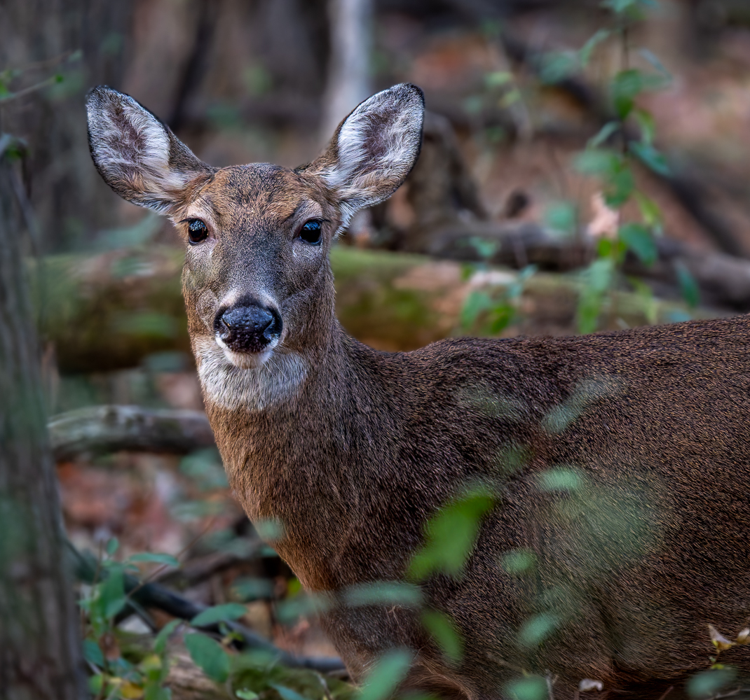 A Suburban Doe