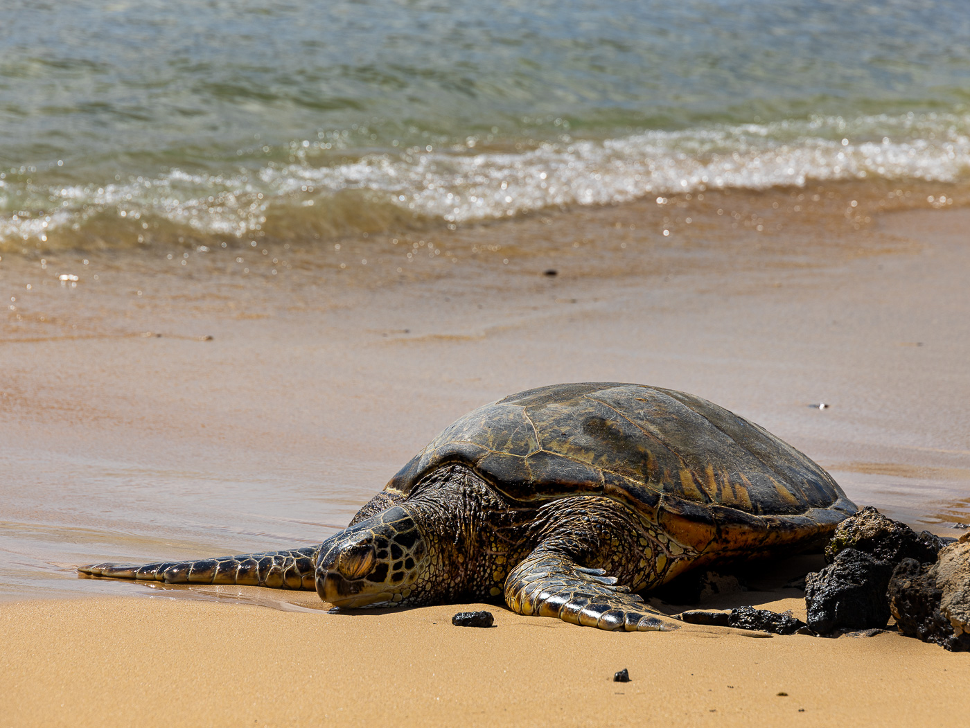 Green Sea Turtle by Ruth Sprain