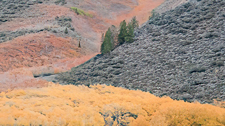 Knoll of Fir Trees with fall colors including aspen, North Lake, The Sierras by Joan Field