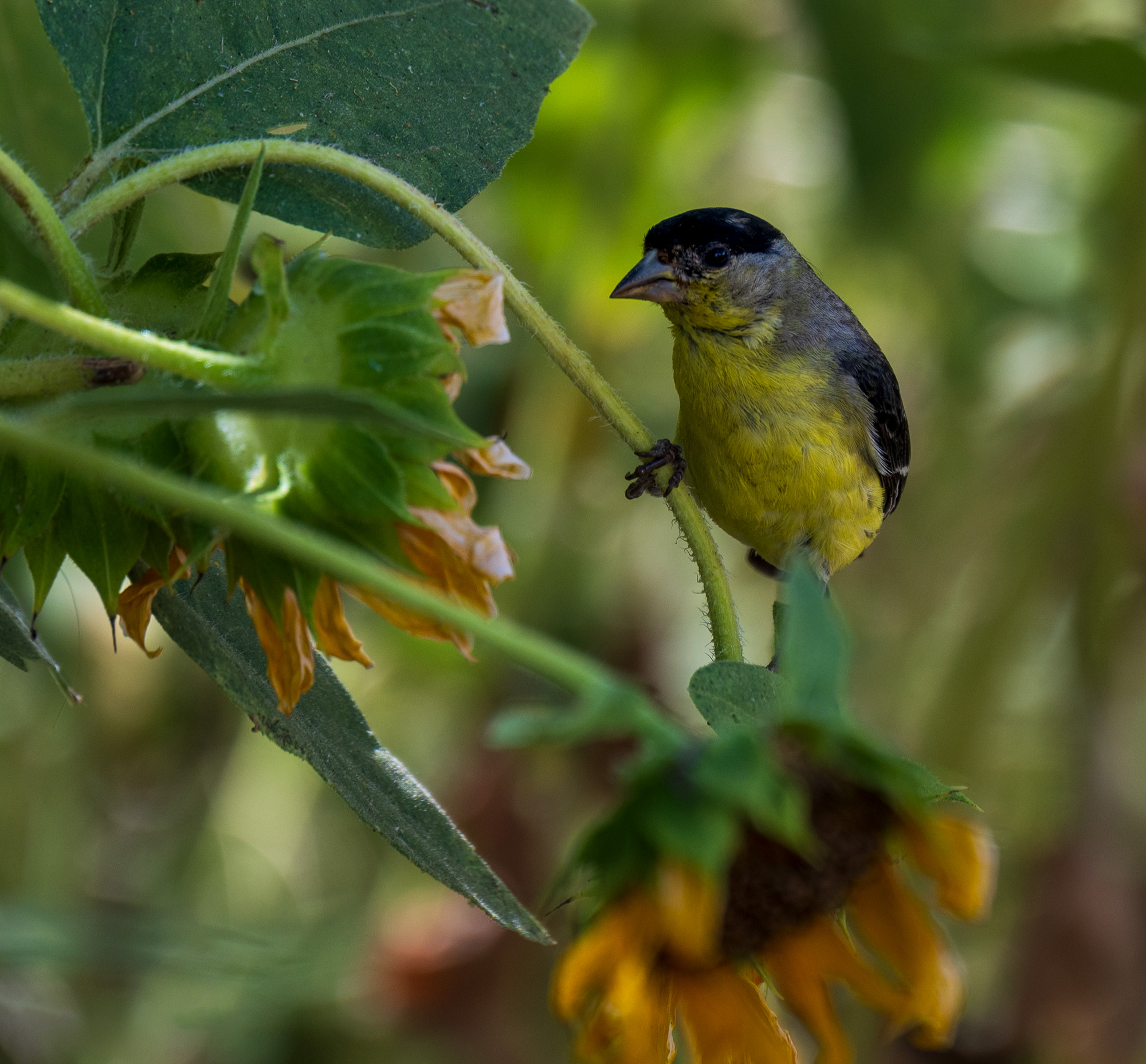 Lesser Goldfinch by Mary Ann Carrasco
