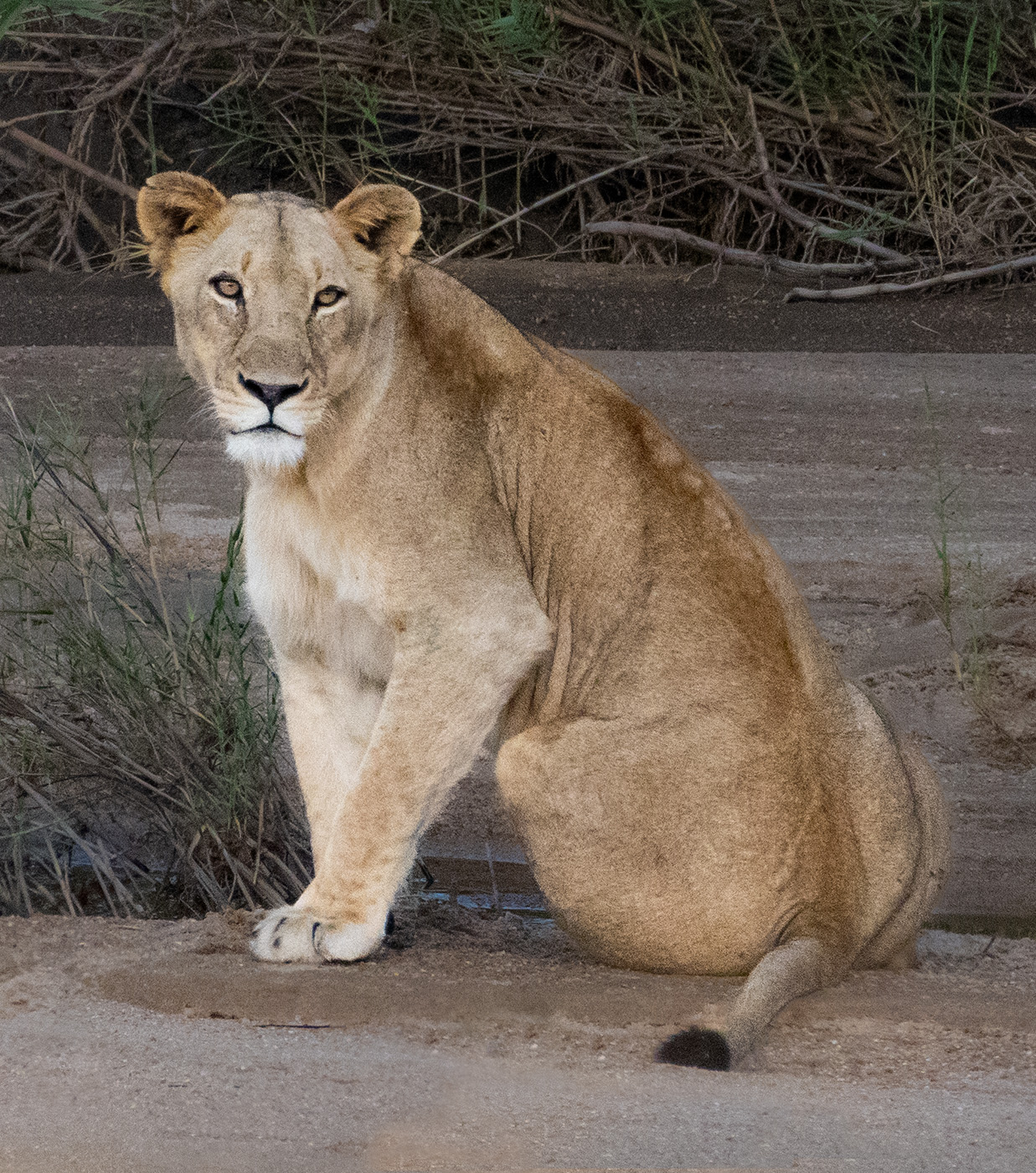 Lioness by Stream by Ruth Sprain