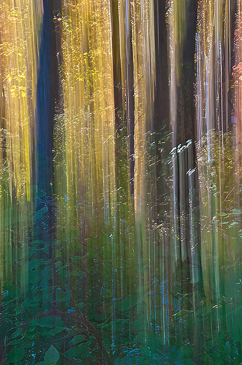 Motion in the Autumn by Joan Field