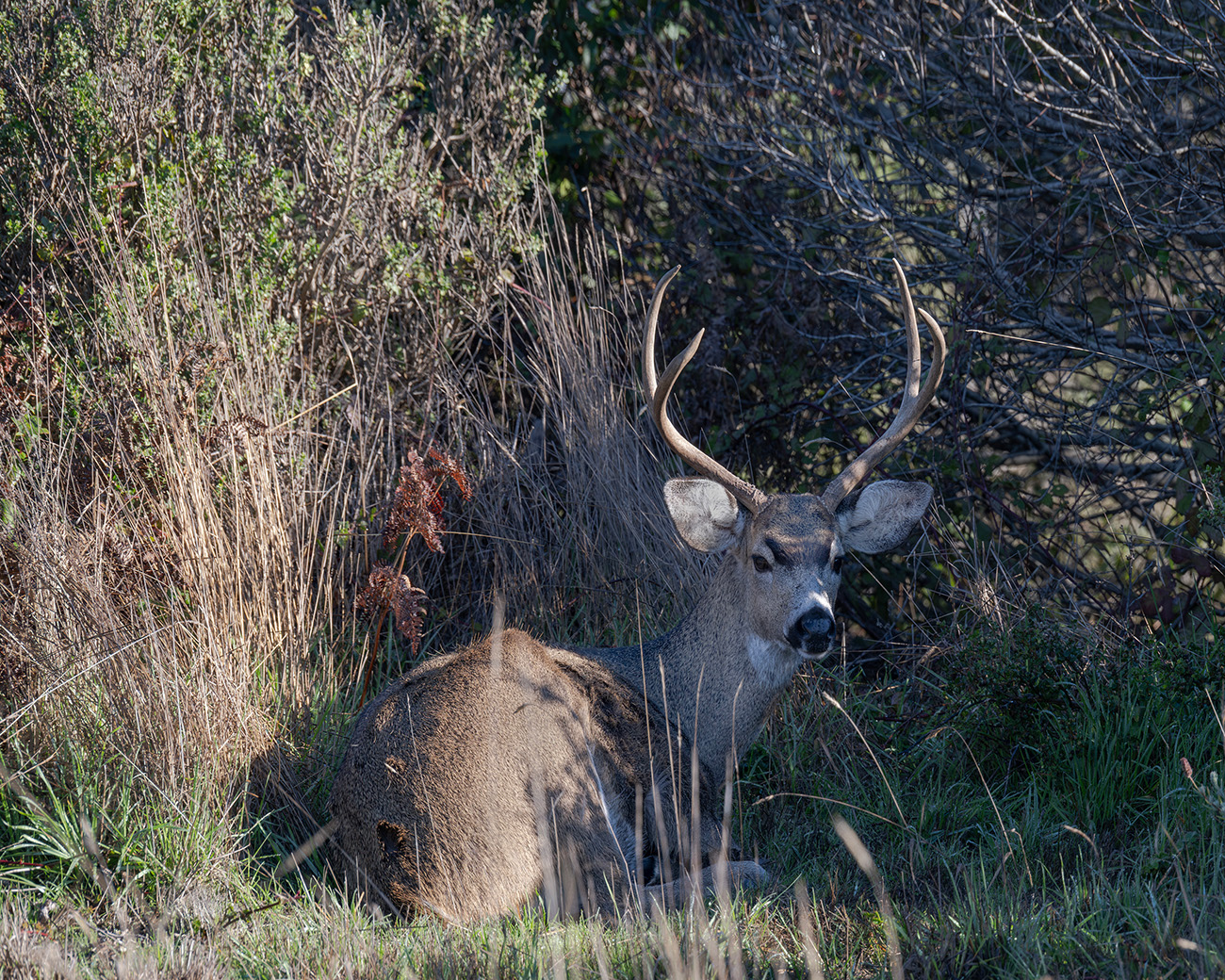 Mule Deer Resting by Mary Ann Carrasco