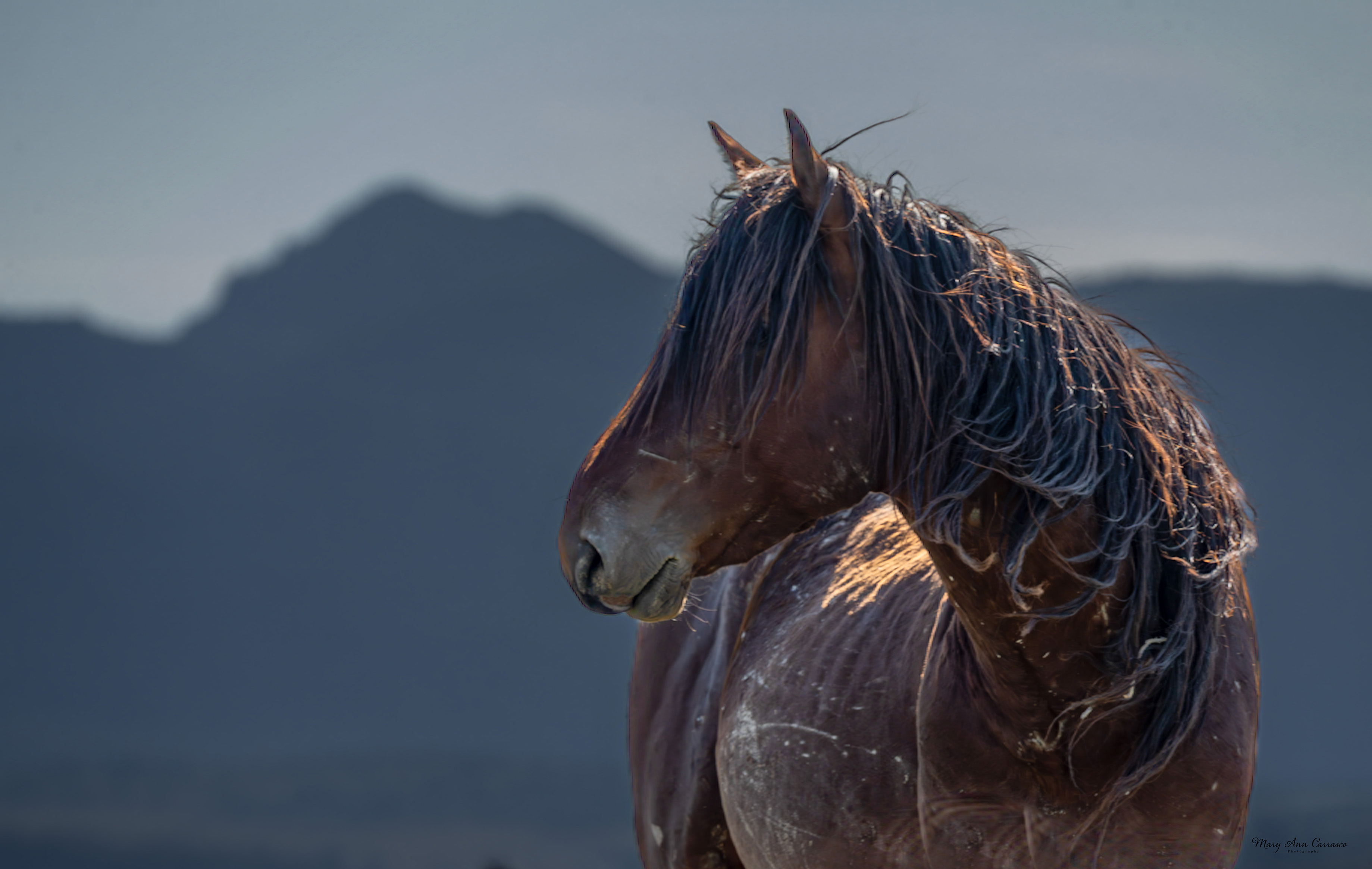 April 2026 - Mary Ann Carrasco