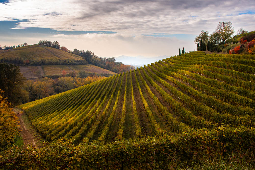 Piemonte Vineyards in Fall by Andres Valdespino