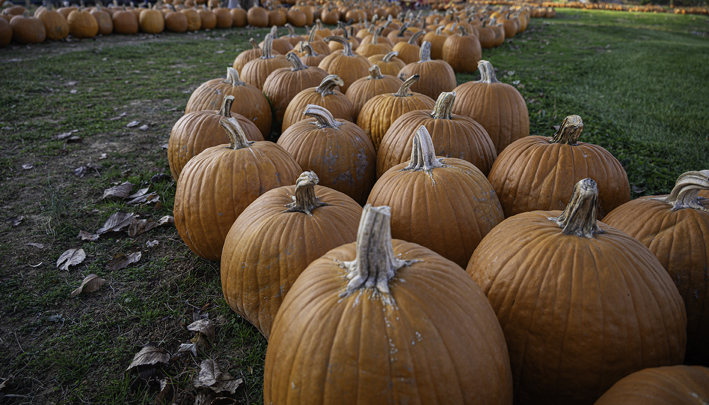  Pumpkins by Robert Coleman