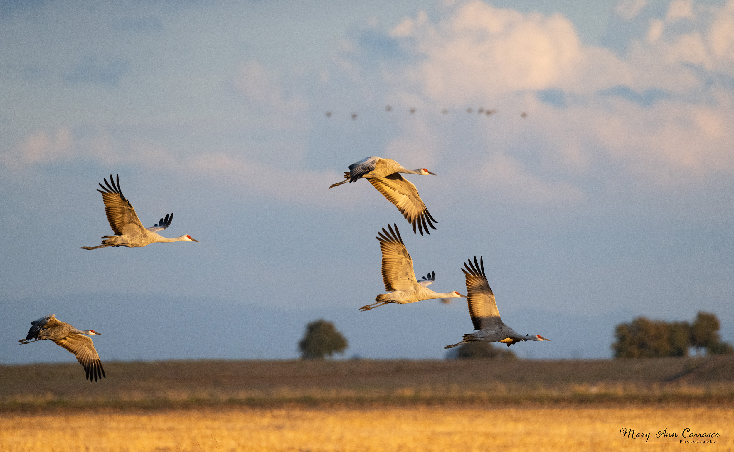 Sandhill Cranes at Sunset by Mary Ann Carrasco