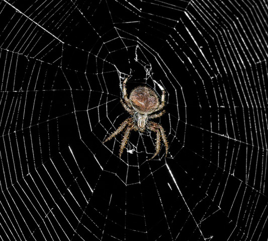 Spider by Robert Coleman
