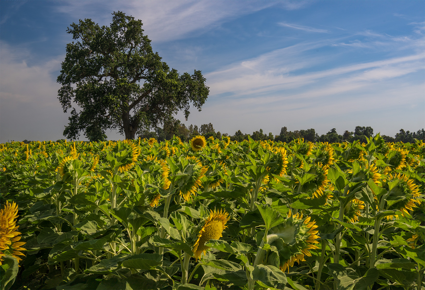 Sunflower Crop by Mary Ann Carrasco