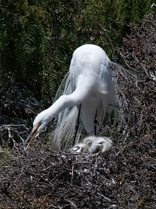Watching Over the Nest by Joan Field