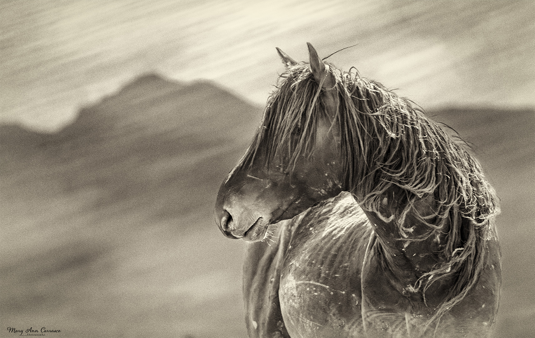 Wild Horse by Mary Ann Carrasco