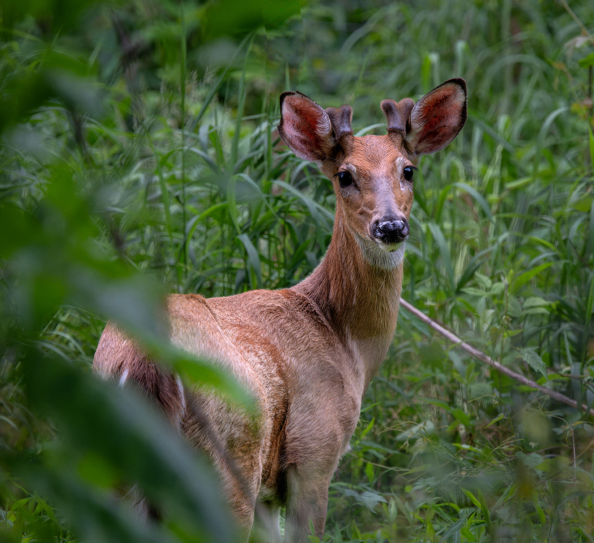 Young Buck by Robert Coleman