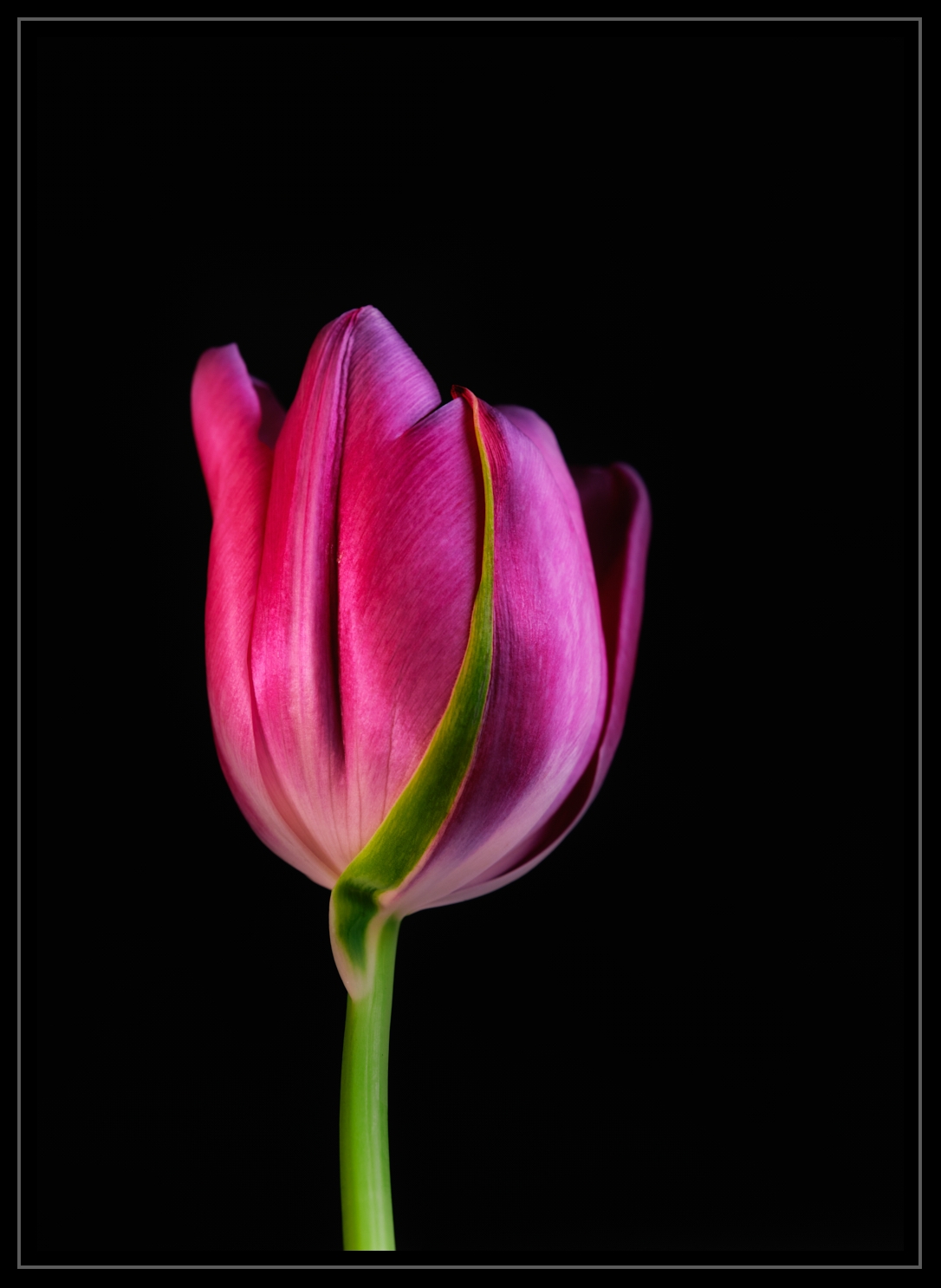 Pink Tulip by LuAnn Thatcher