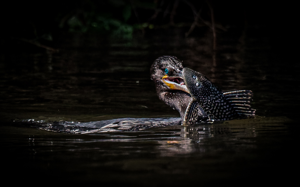 Neotropic Cormorant by Vella Kendall
