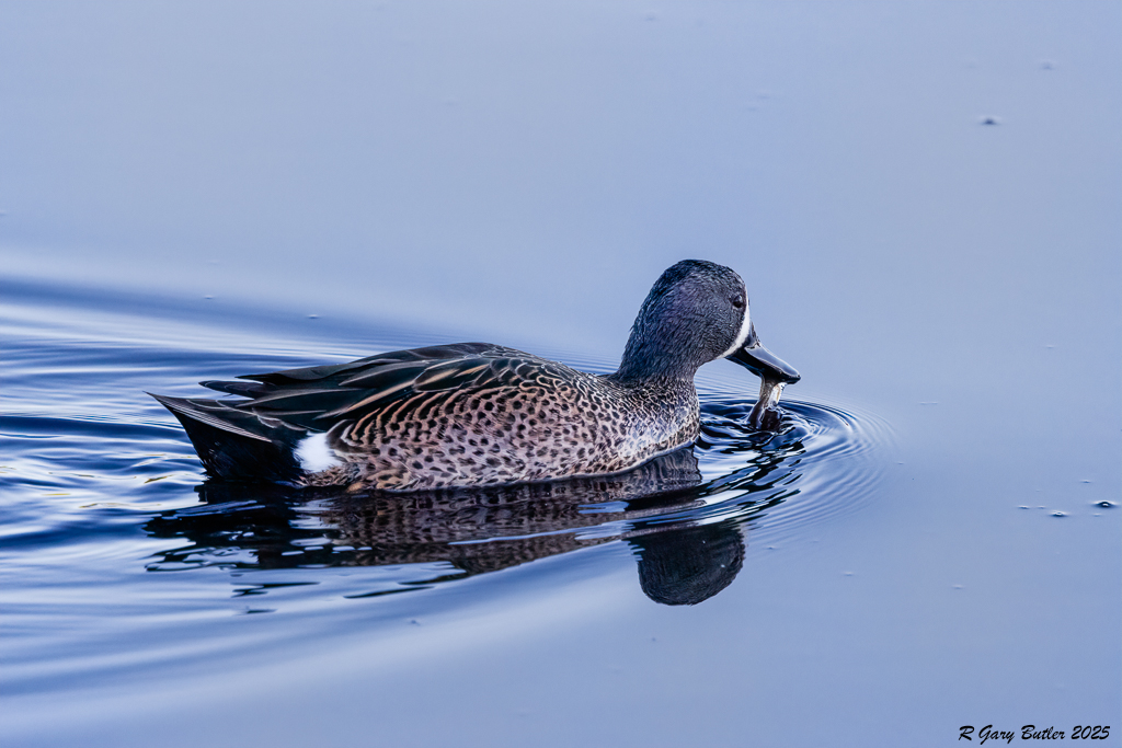 Blue-Winged Teal by R Gary Butler