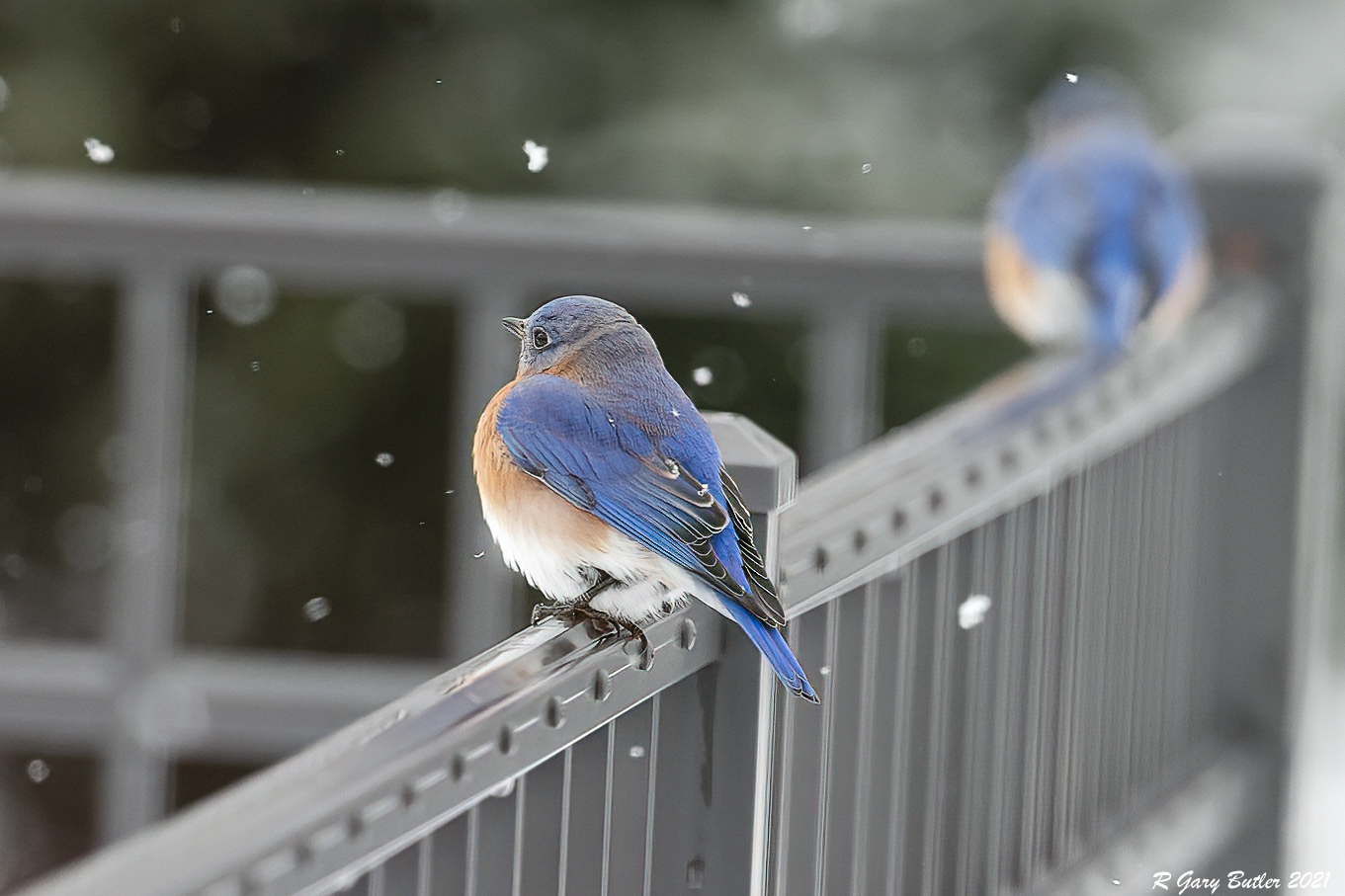 Bluebird Christmas by Gary Butler, QPSA