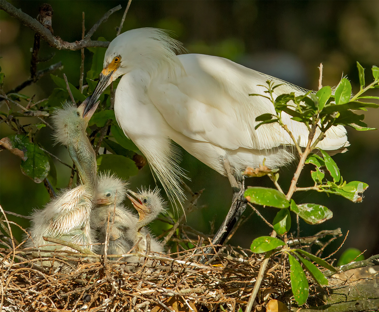 Breakfast Time - Snowy Egret Family by Erik Rosengren, FPSA, PPSA