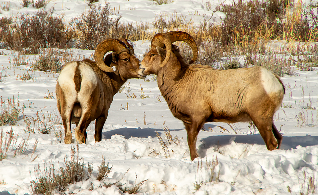 Lets Take A Nap Bighorn Sheep by Erik Rosengren