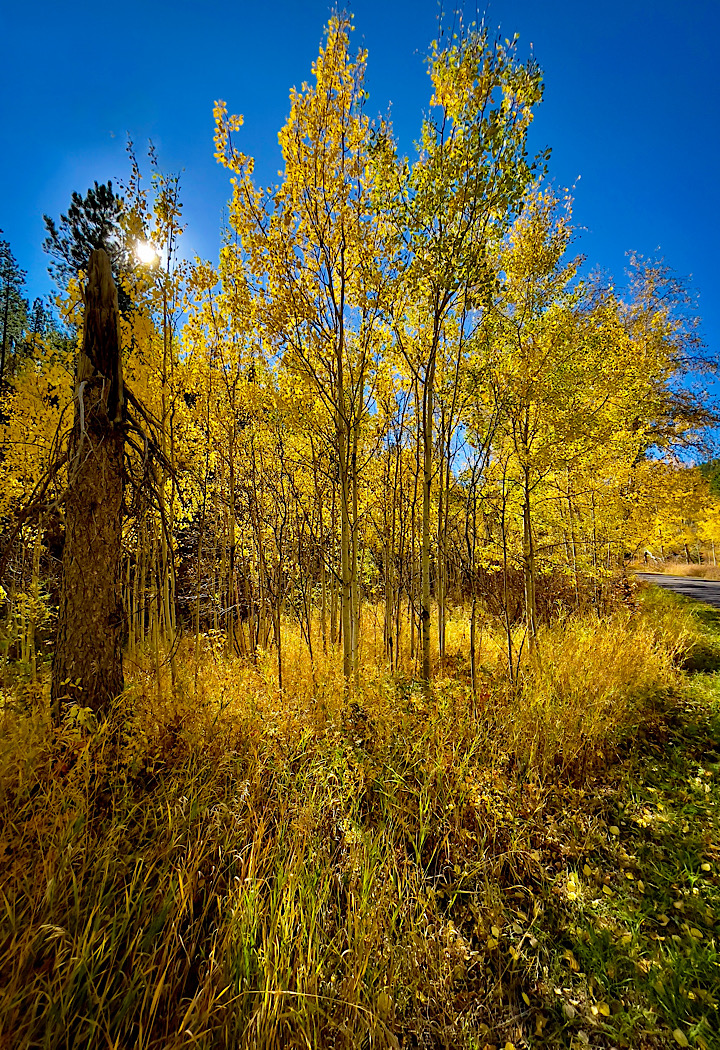 Autumn In The Black Hills by Bill Buchanan, HonPSA, FGDC