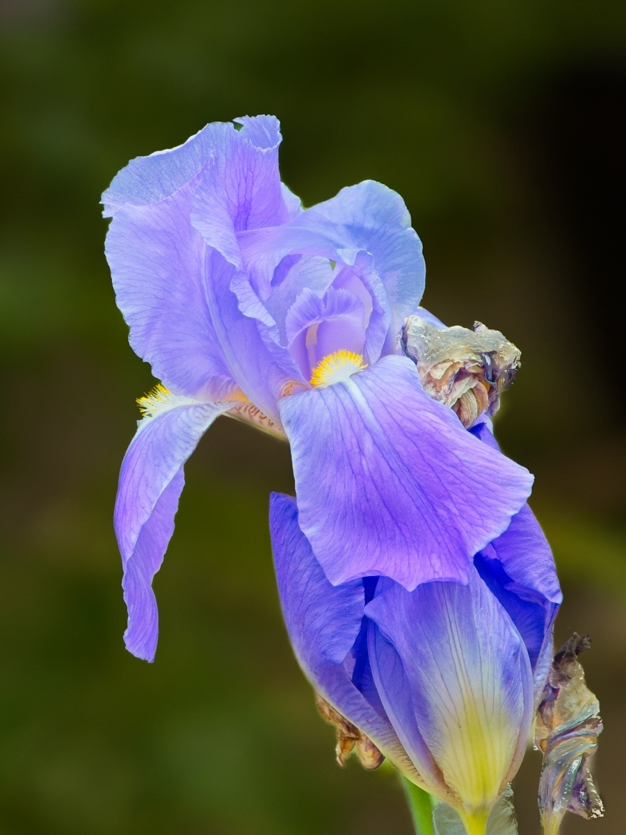 Garden Iris Close-Up 2A by Guy Davies, EPSA