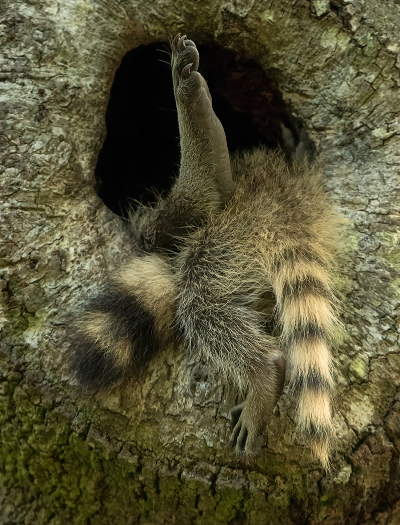 Half-n-half Mom-n-Baby Raccoon  by Erik Rosengren