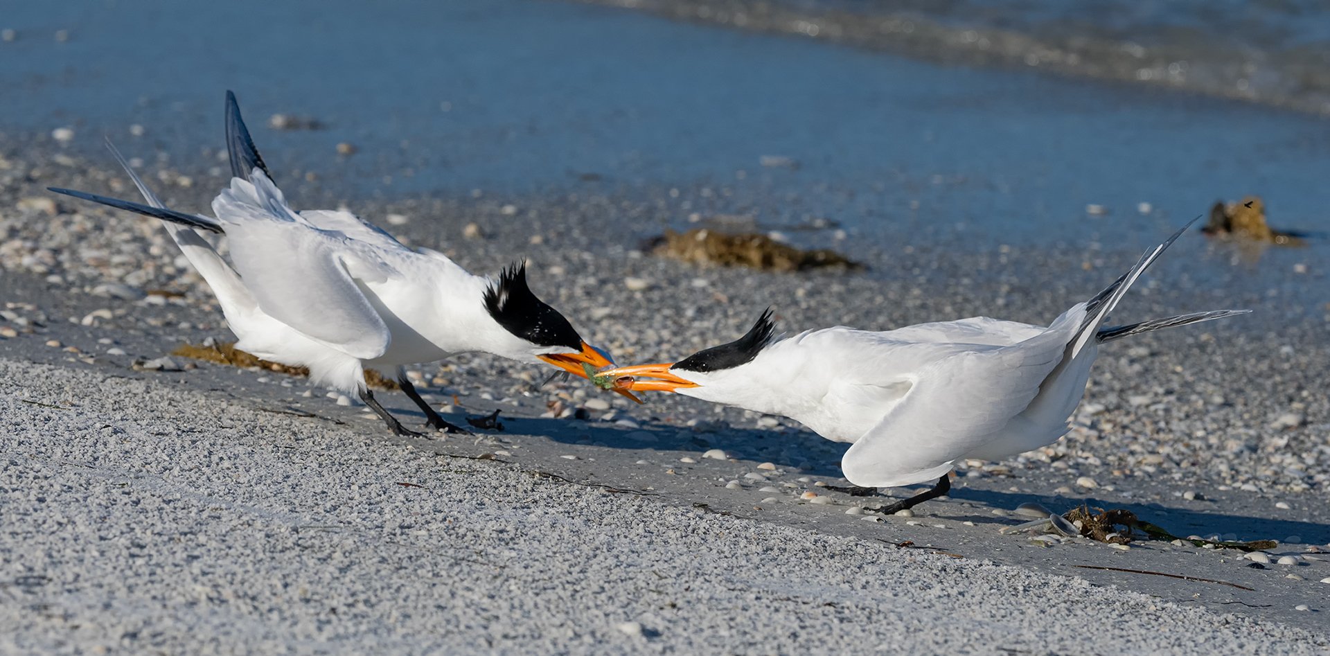 Royal Tern Mating by Erik Rosengren