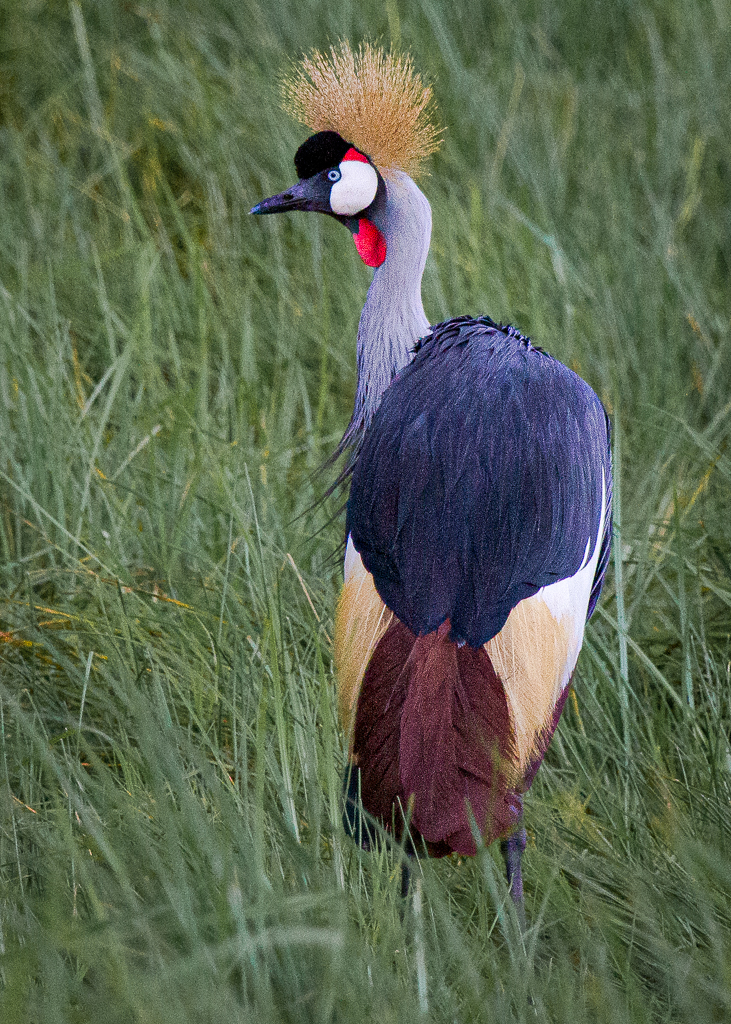Grey-Crowned Crane by Vella Kendall