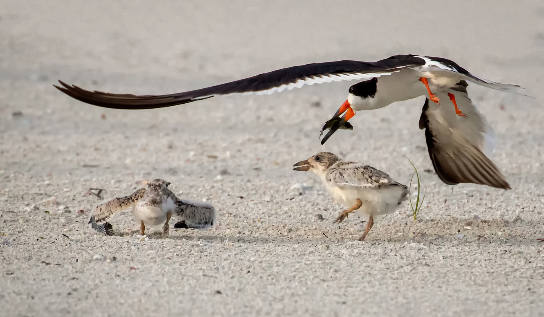 Black Skimmers