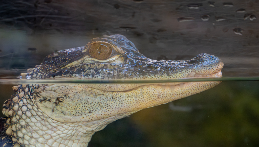 Half And Half by Dr Isaac Vaisman