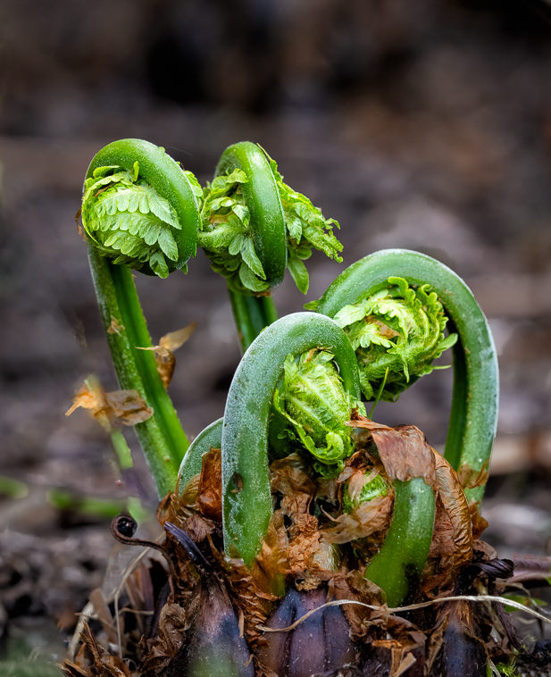 Fern Buds by R Gary Butler