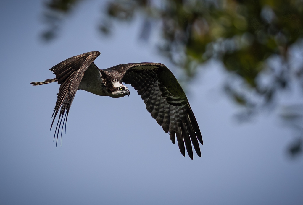 Osprey by Vella Kendall
