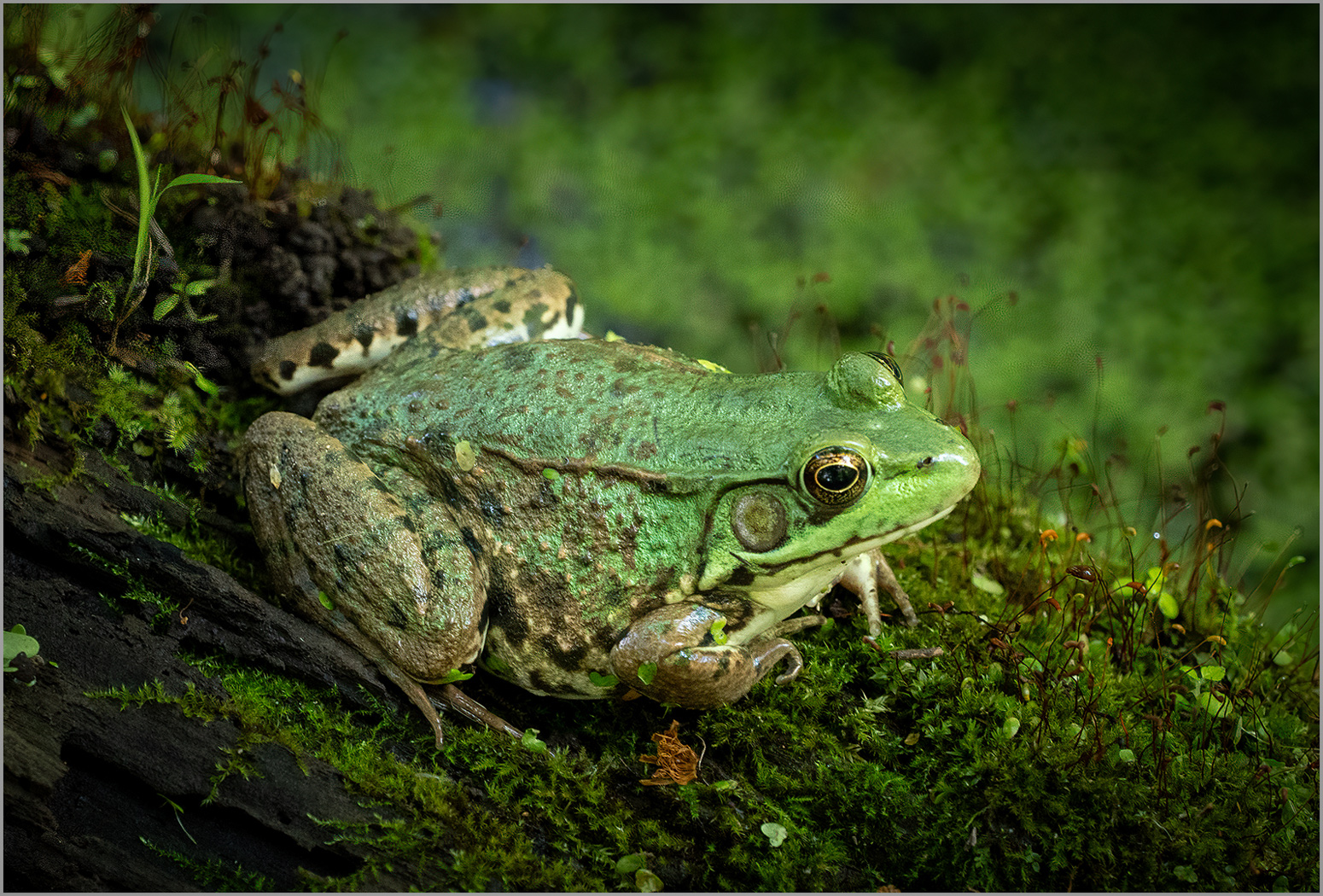 Kermit