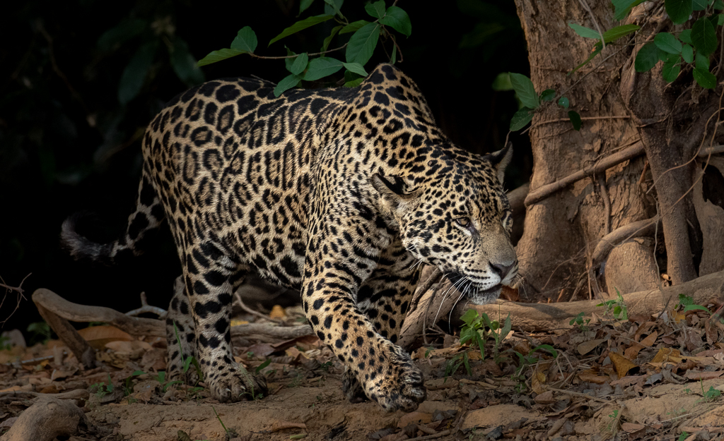Stalking Jaguar by Vella Kendall